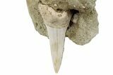 Fossil Mako Shark Tooth On Sandstone - Bakersfield, CA #223717-1